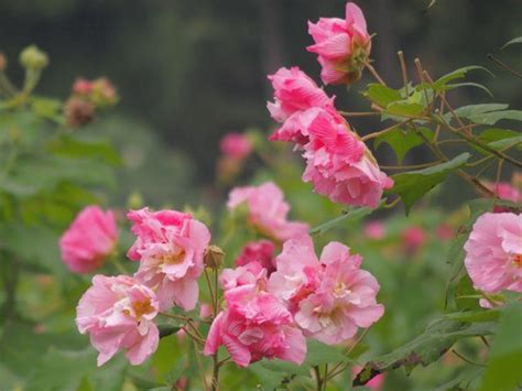 芙蓉種植方法